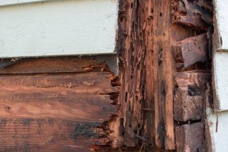Rot & Termite Damage Repair in New Orleans
